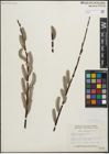 Foto von Salix planifolia Pursh